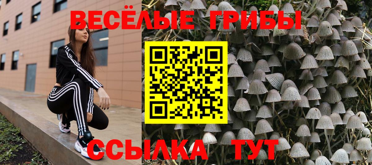 Галлюциногенные грибы Psilocybe Михайловск